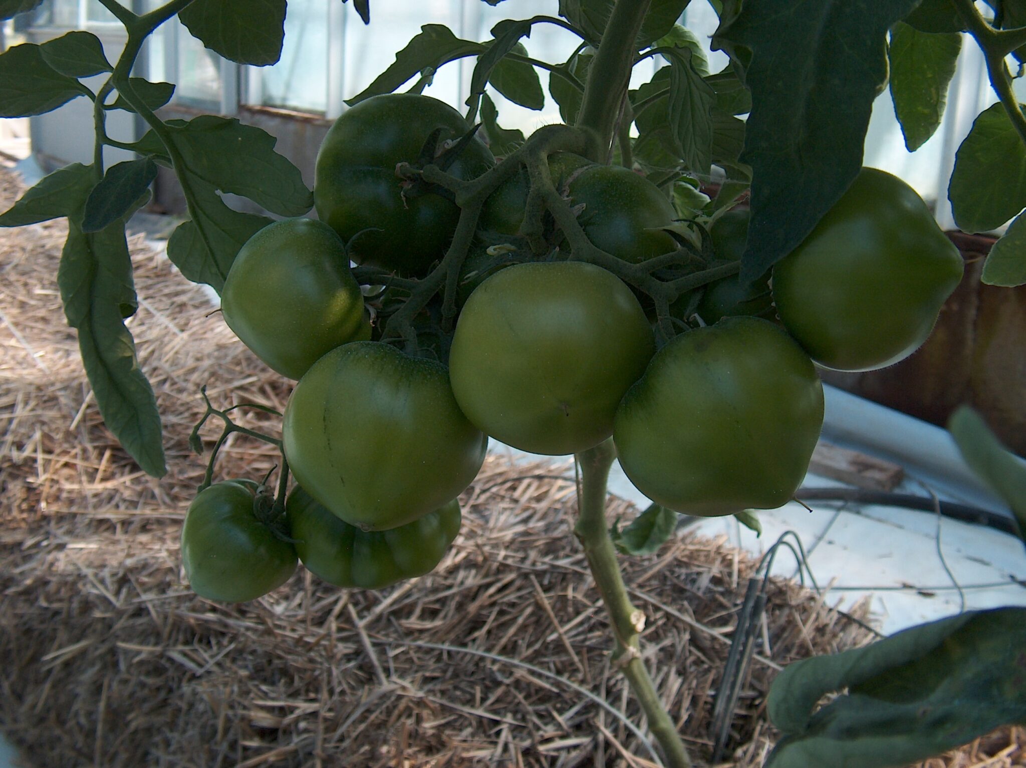 6+ Grow Hydroponic Tomatoes How To Grow Hydroponic Tomatoes | Exfoliators