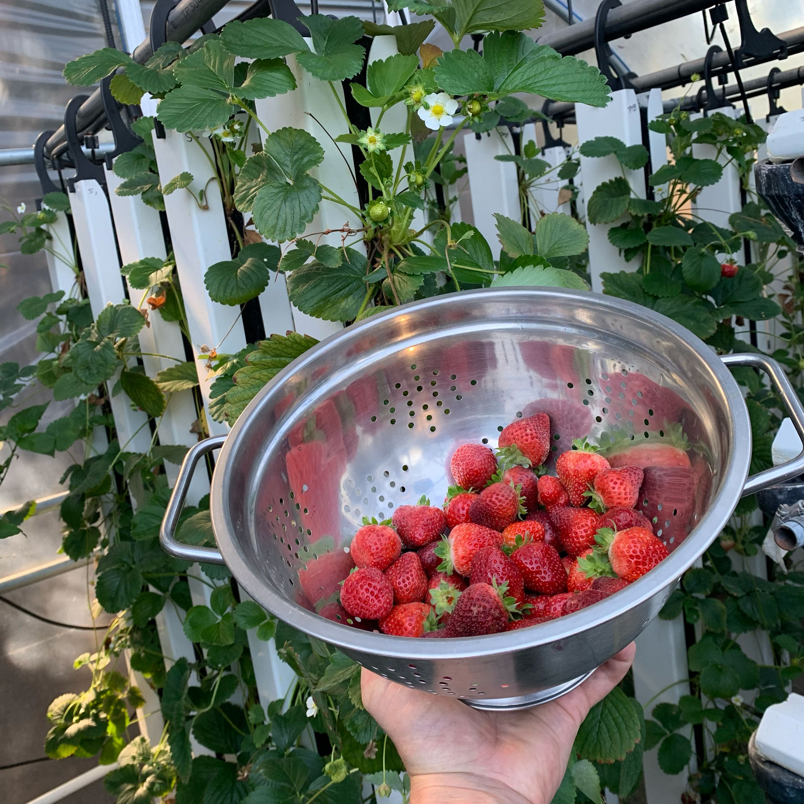 How to Grow Hydroponic Strawberries Exfoliators